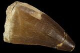 Mosasaur (Prognathodon) Tooth - Morocco #118885-1